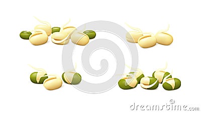 Groups of young mung bean sprouts isolated on white background Vector Illustration